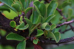 Image of Ximenia caffra Sond.