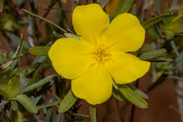 Image of Hibbertia glomerosa var. glomerosa