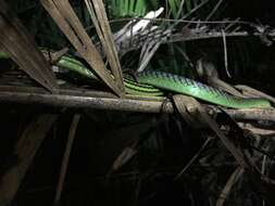 Image of Beautiful Bronzeback Tree Snake