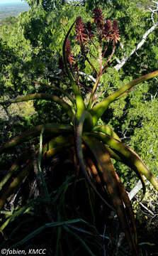 Image of Aloe suarezensis H. Perrier