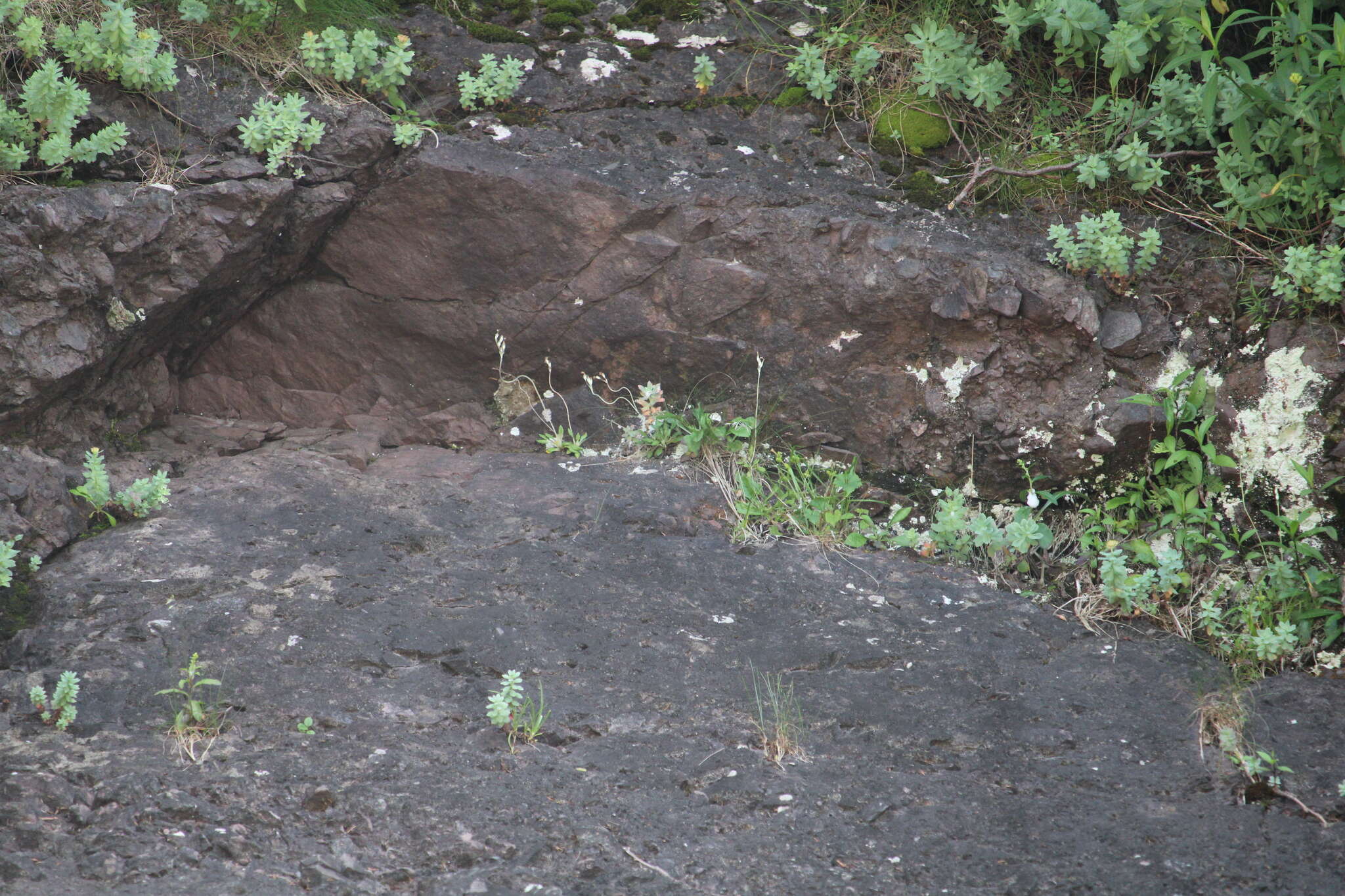 Image of Primula laurentiana Fern.