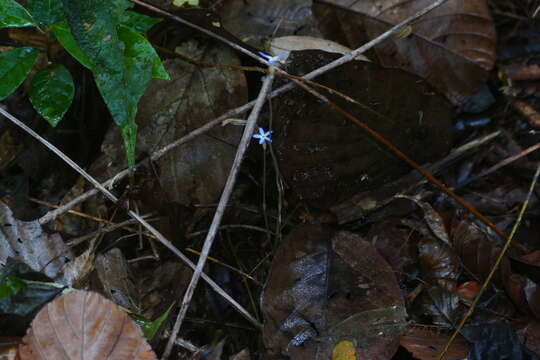 Image of Puerto Rico Ghostplant