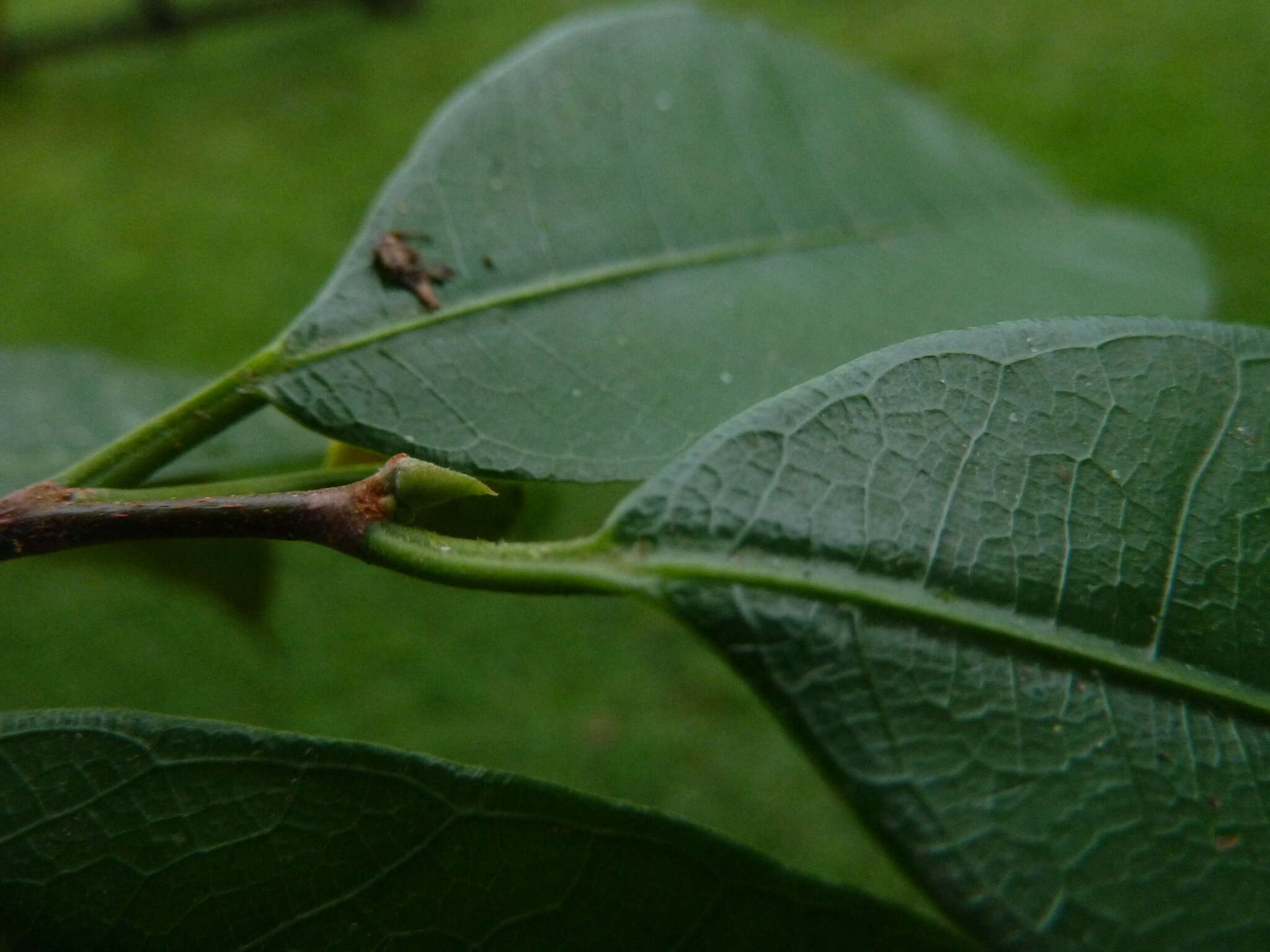 Image of Guiana brosimum