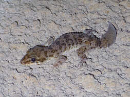 Hemidactylus angulatus Hallowell 1854 resmi