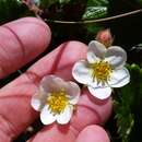 Image of Pacific beach strawberry