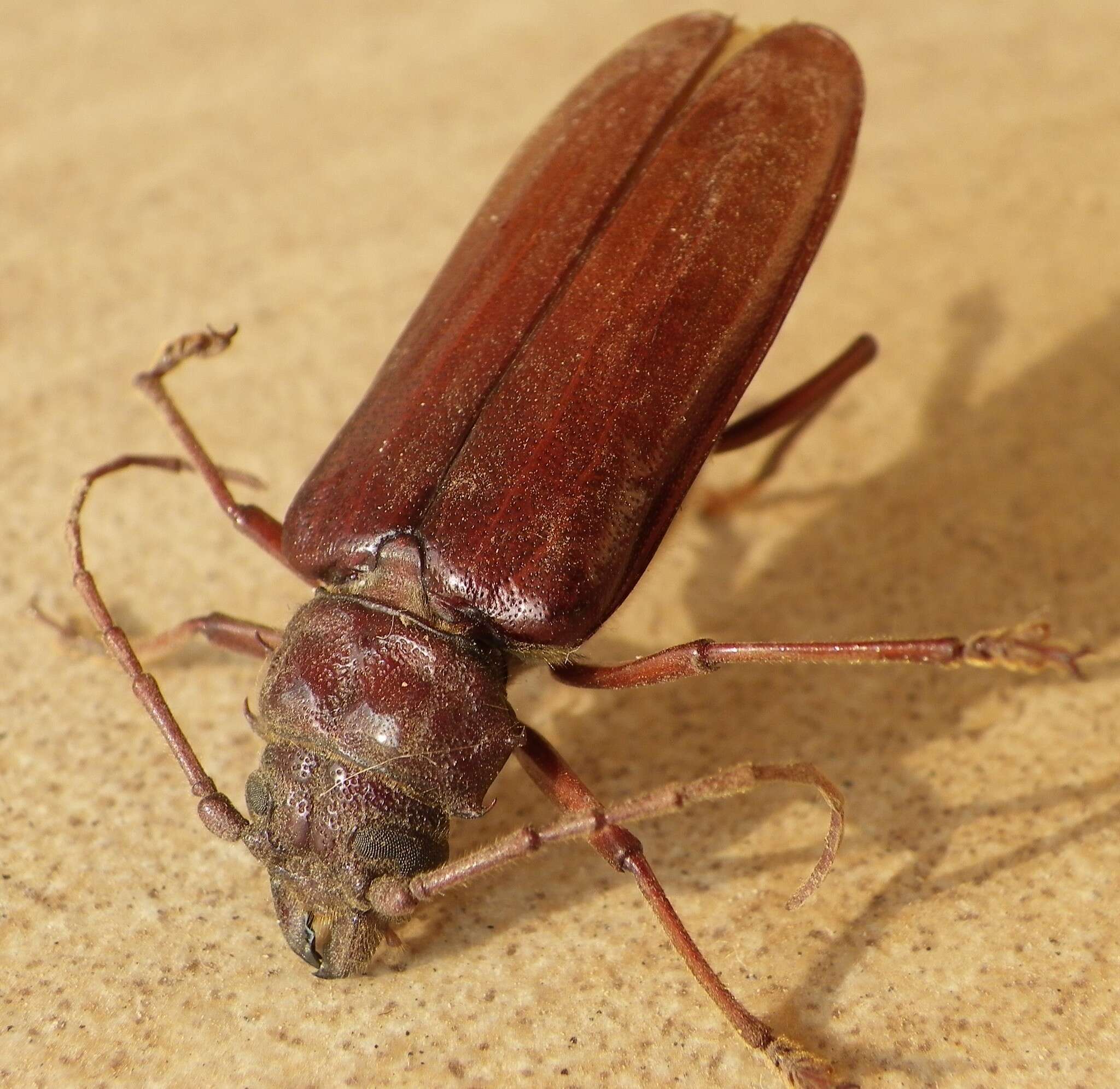 Image of Cacodacnus planicollis (Blackburn 1895)