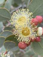 Image of Eucalyptus minniritchi D. Nicolle