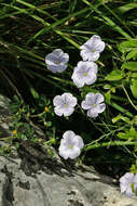 Image of Linum austriacum subsp. tommasinii (Rchb.) Greuter & Burdet