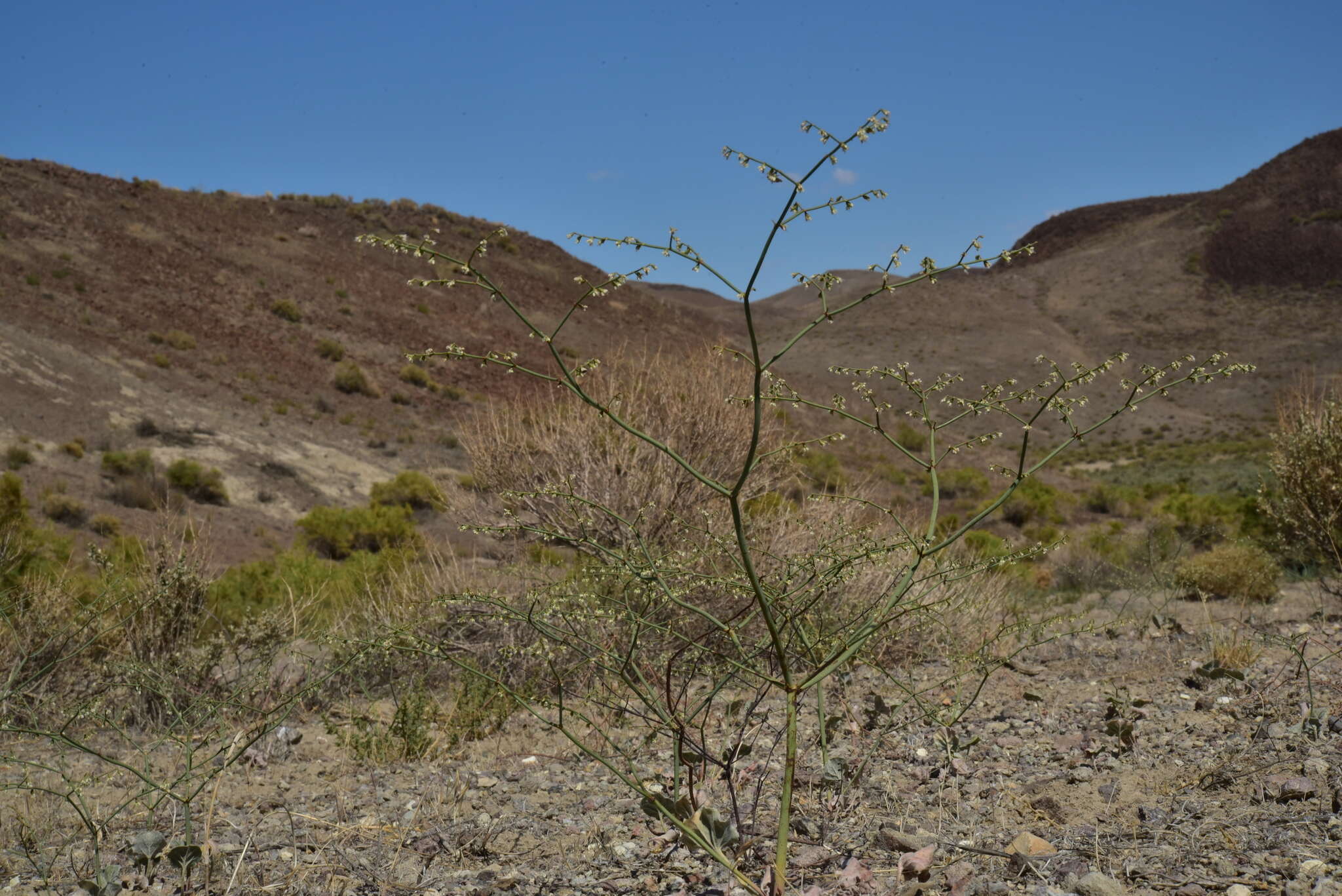 Eriogonum deflexum var. nevadense Reveal resmi