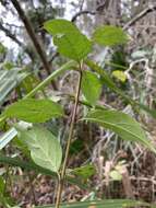 Plancia ëd Cornus asperifolia Michx.