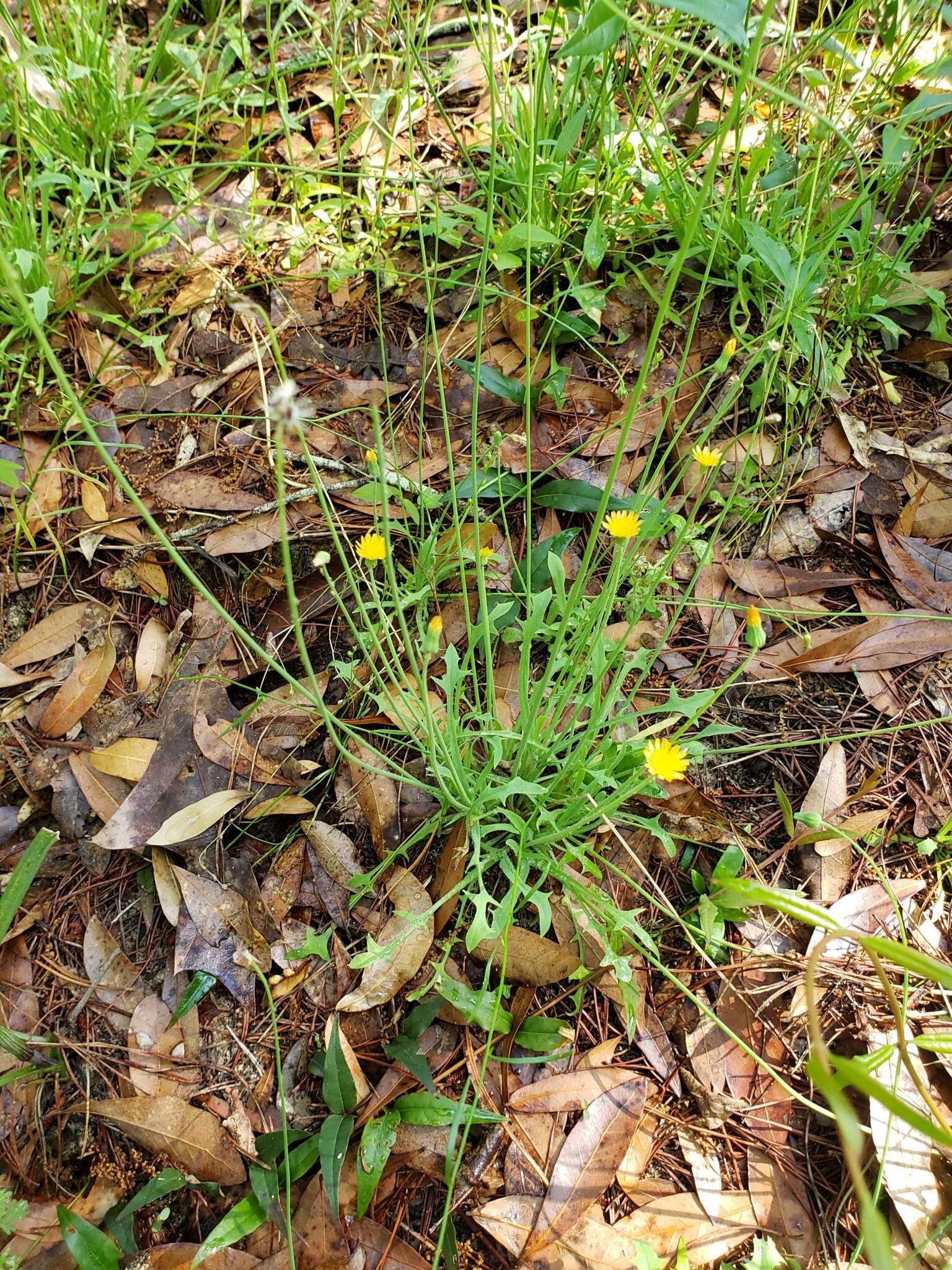 Image of Dwarf dandelion