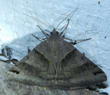 Image of Clover Looper, Range Grass-moth