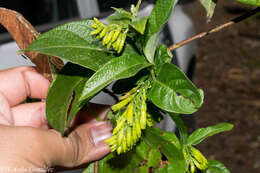 Image of Mandevilla holosericea (Sesse & Moc.) J. K. Williams