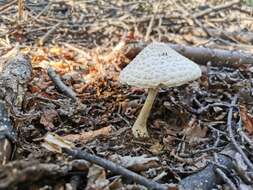 Macrolepiota bonaerensis (Speg.) Singer 1951 resmi