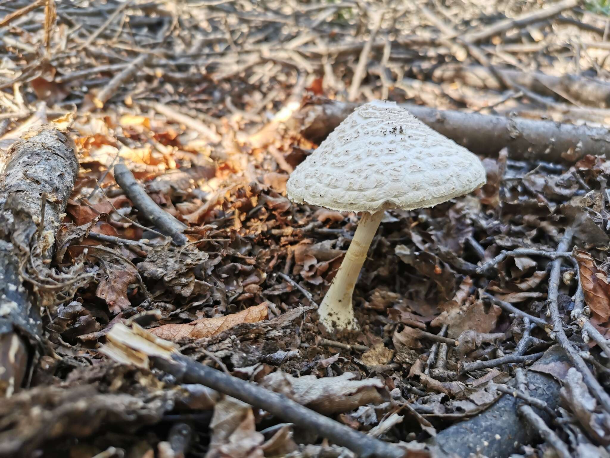 Macrolepiota bonaerensis (Speg.) Singer 1951 resmi