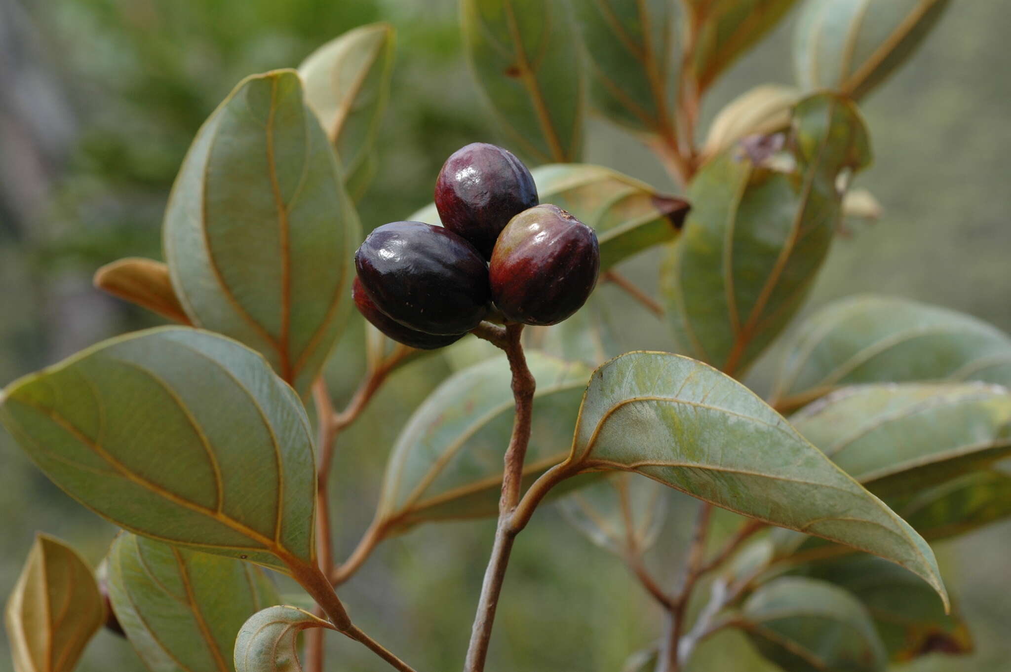 Cryptocarya guillauminii Kostermans的圖片