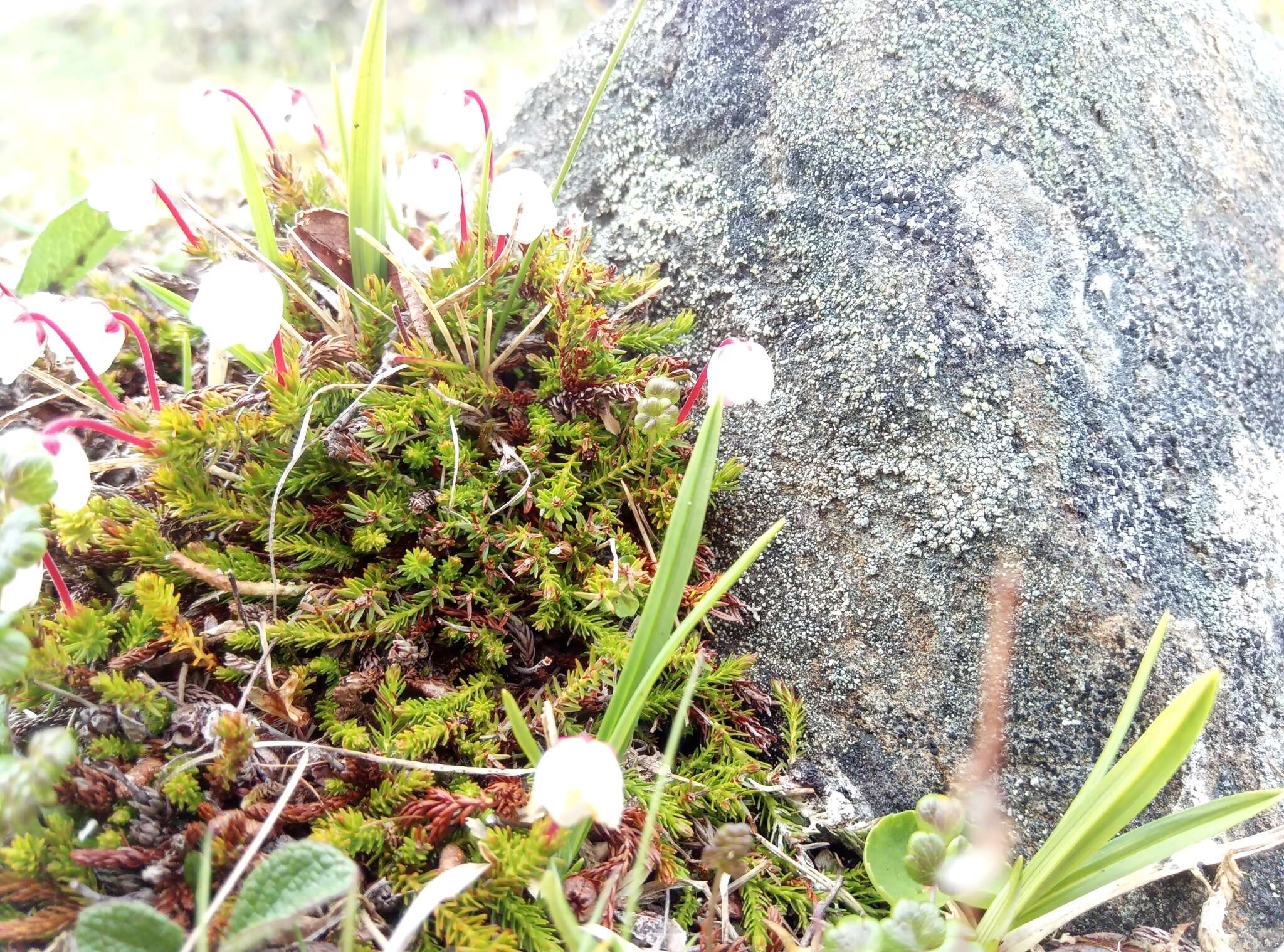 Imagem de Harrimanella hypnoides (L.) Coville