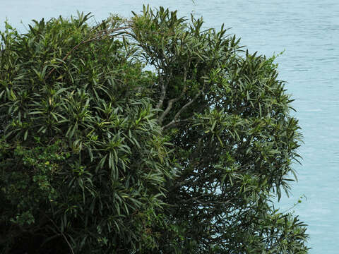 Imagem de Pseudopanax crassifolius (Sol. ex A. Cunn.) K. Koch