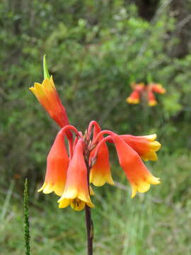 Image of Blandfordia grandiflora R. Br.