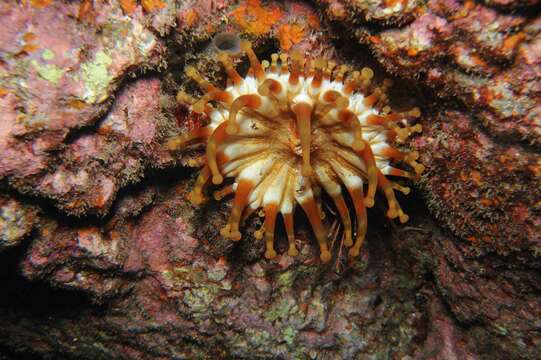 Image of blunt-tentacled anemone