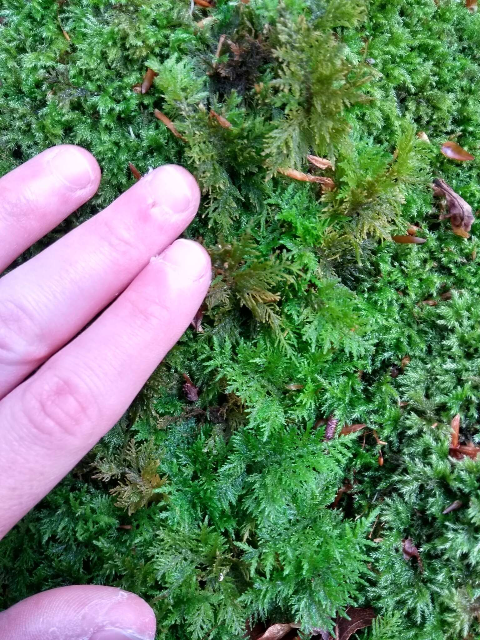 Image of tamarisk thuidium moss