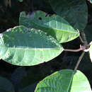 Image of Ficus macbridei Standl.