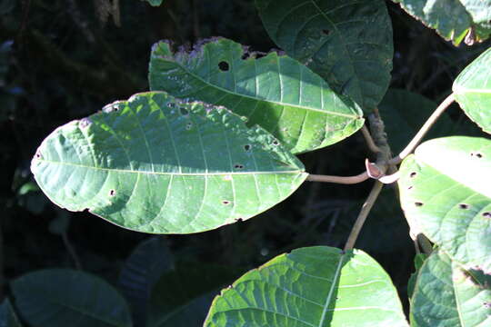 Image of Ficus macbridei Standl.