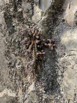 Image of Crassula rupestris subsp. marnierana (Huber & Jacobsen) Tölken