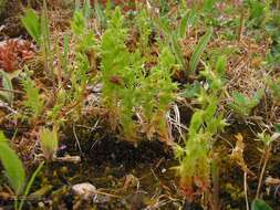 Image of Lysimachia linum-stellatum L.