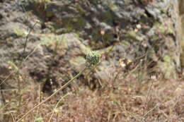 Image of Allium dictyoprasum C. A. Mey. ex Kunth