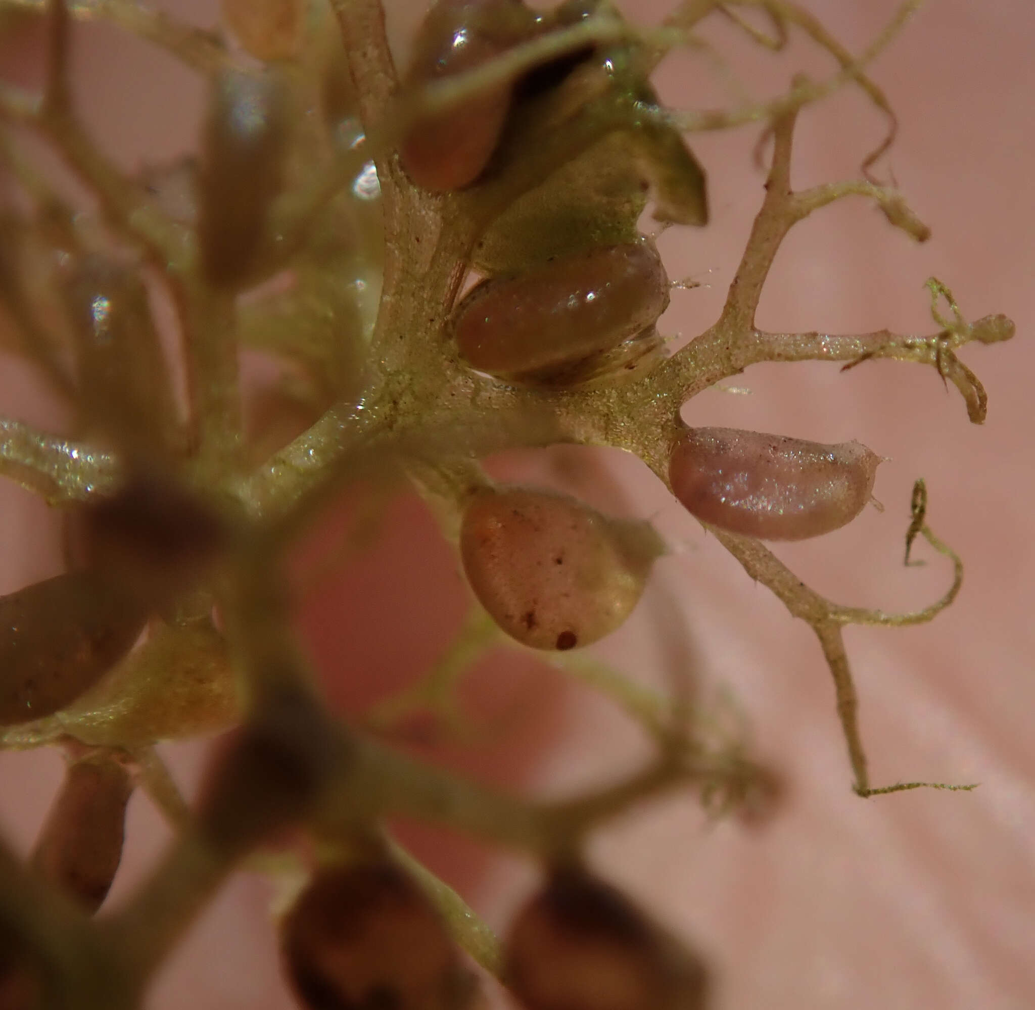 Image of Utricularia raynalii P. Taylor