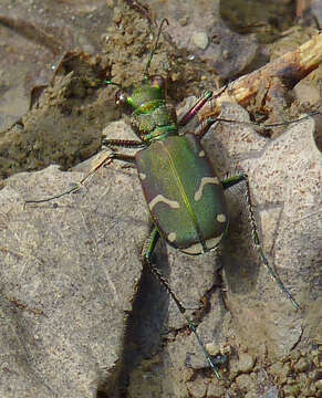 Imagem de Cicindela (Cicindela) limbalis Klug 1834