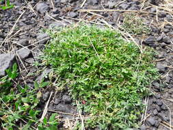 Image of Creeping Watercress