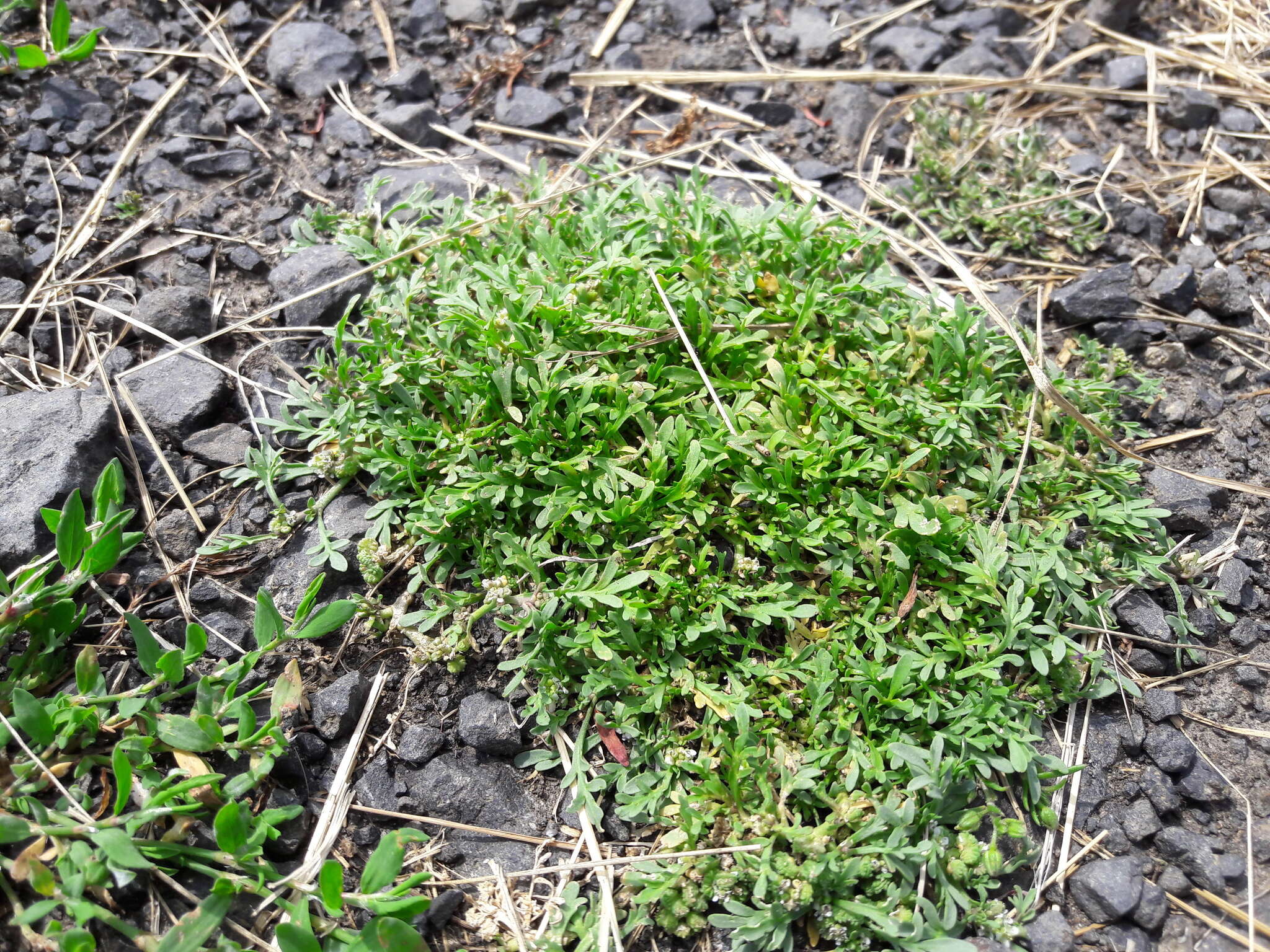 Image of Creeping Watercress