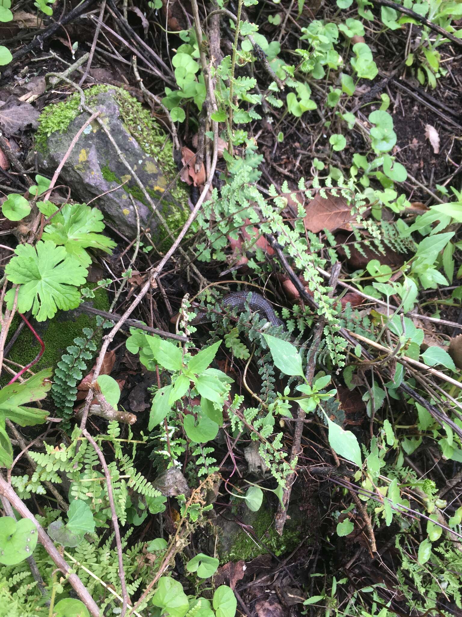 Image of Texas Alligator Lizard