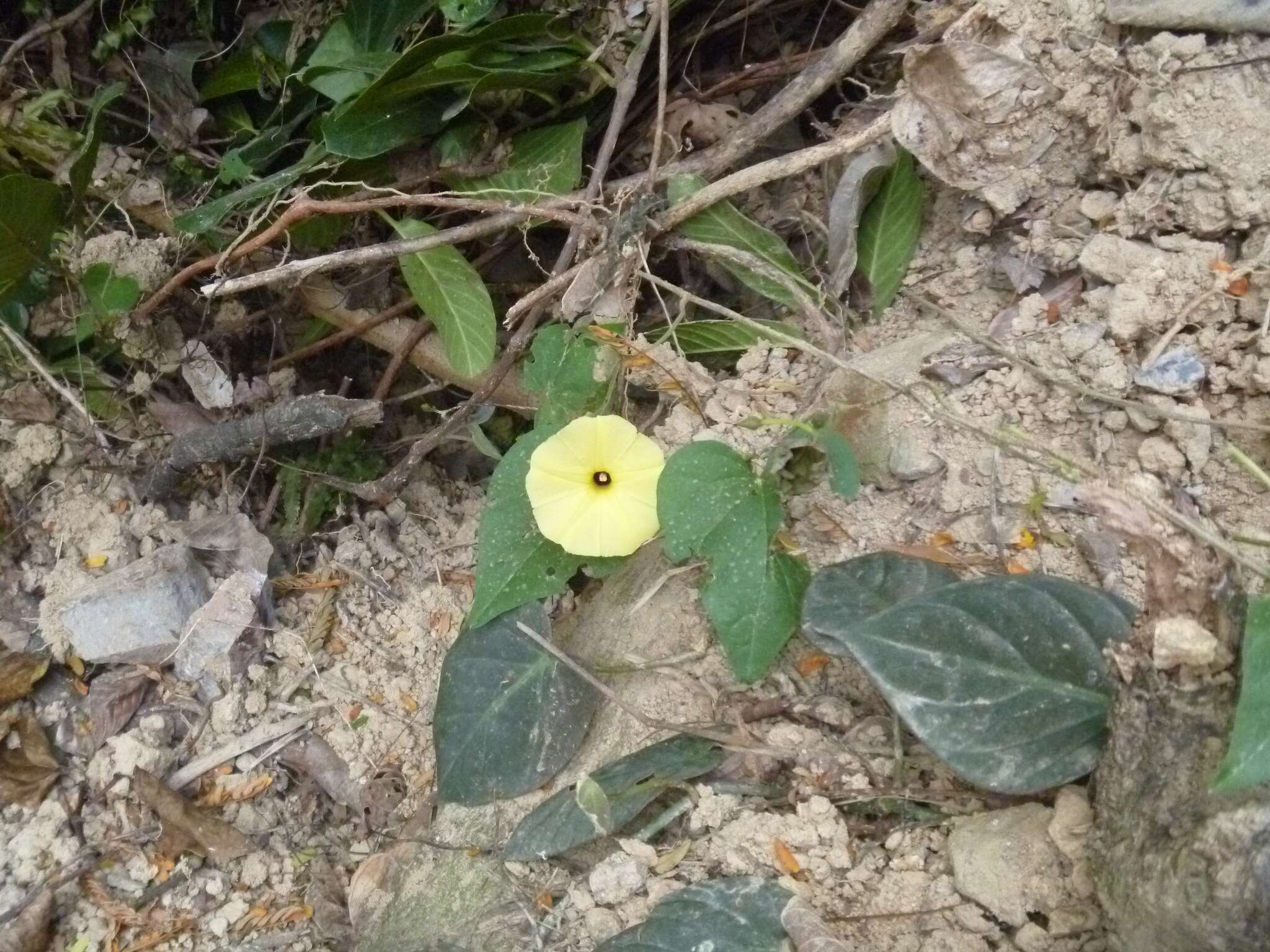 صورة Ipomoea ochracea (Lindl.) G. Don