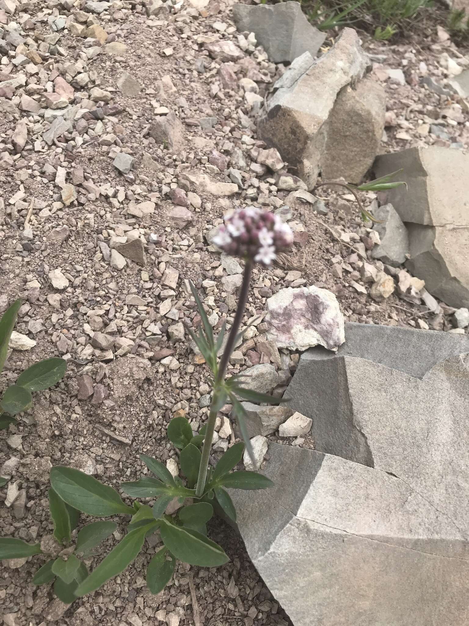 Image of Clustered Valerian