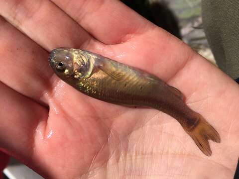 Image of Fathead Minnow