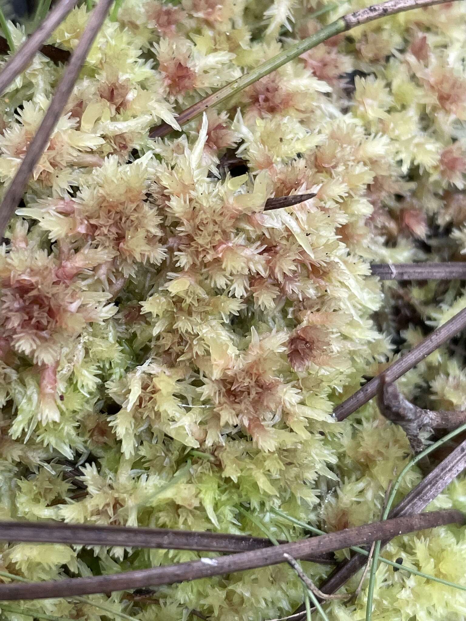 Image of blushing bog-moss