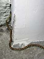 Image of Panama Spotted Night Snake