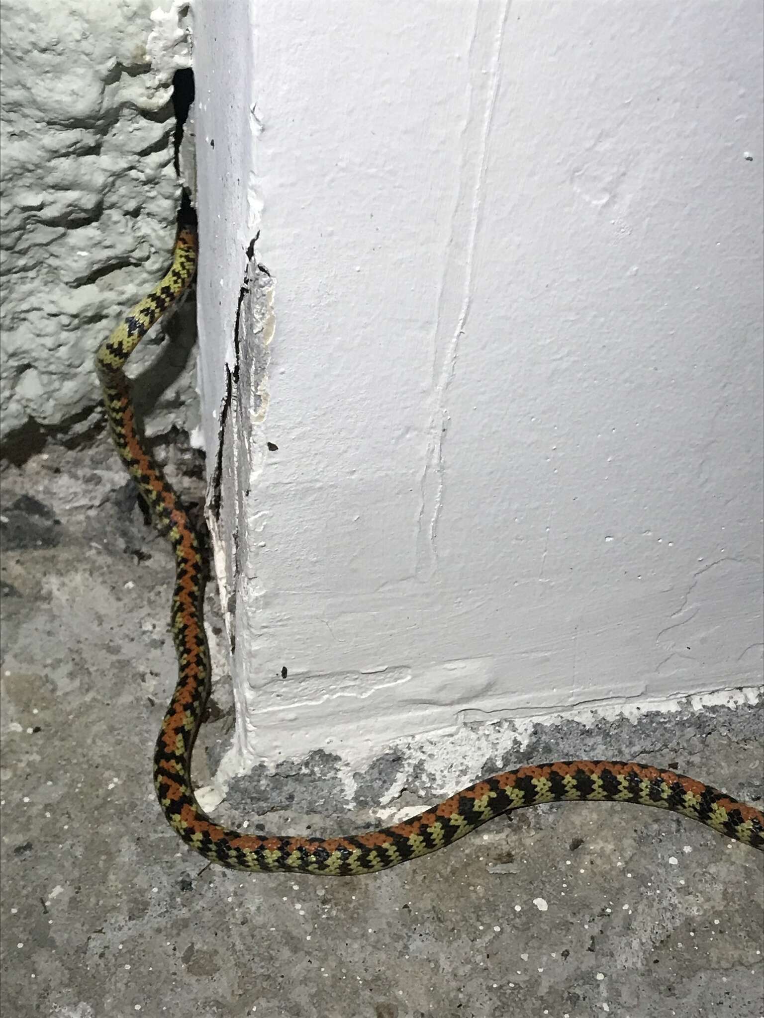 Image of Panama Spotted Night Snake
