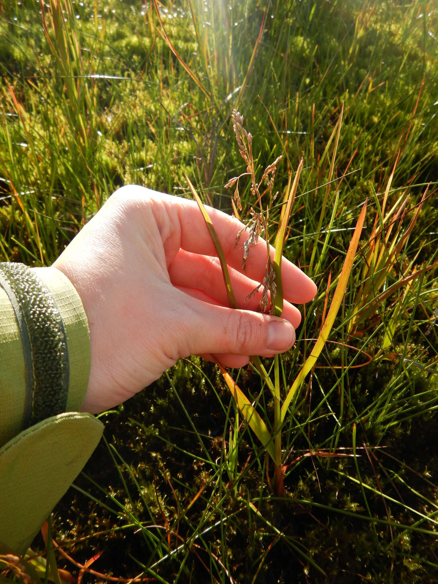 Image of pendantgrass