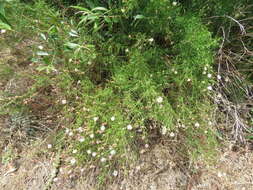 Image of cliff desertdandelion