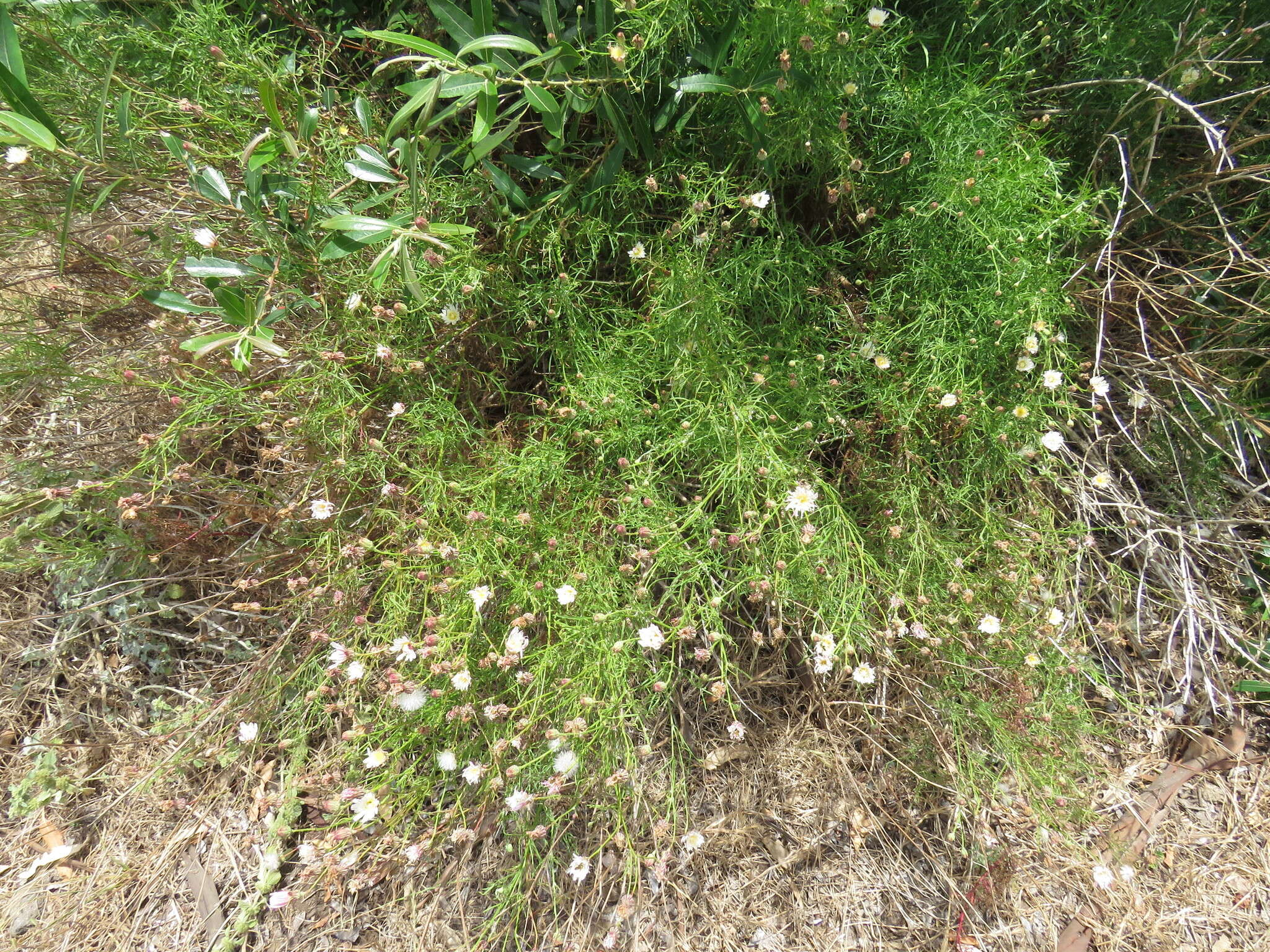 Imagem de Malacothrix saxatilis var. implicata (Eastw.) H. M. Hall