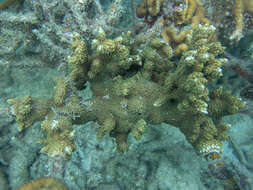 Image of pore coral