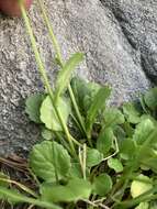 Image of Buek's Groundsel