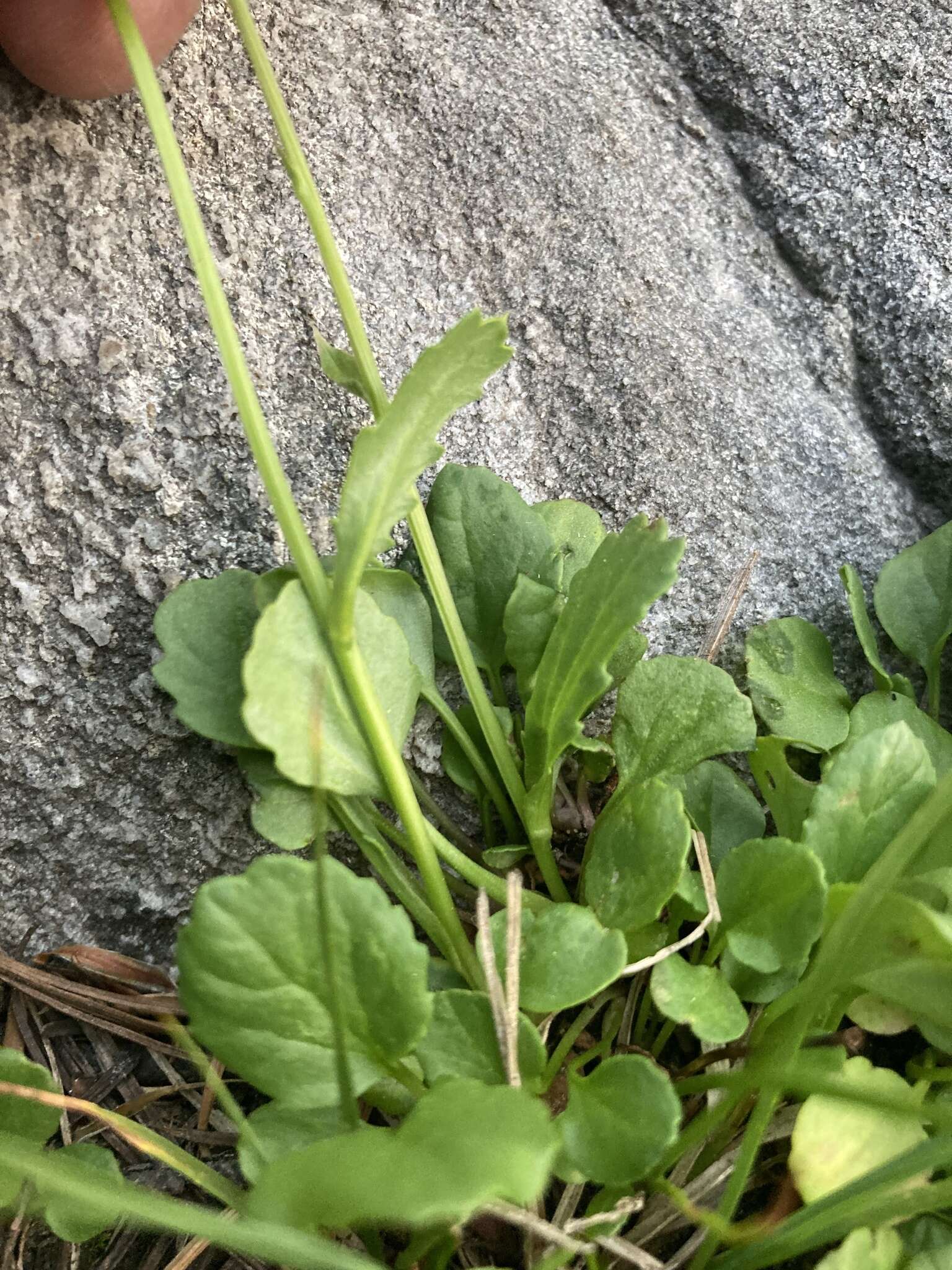 Image of Buek's Groundsel