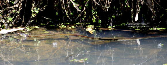 Image of Mexican Garter Snake