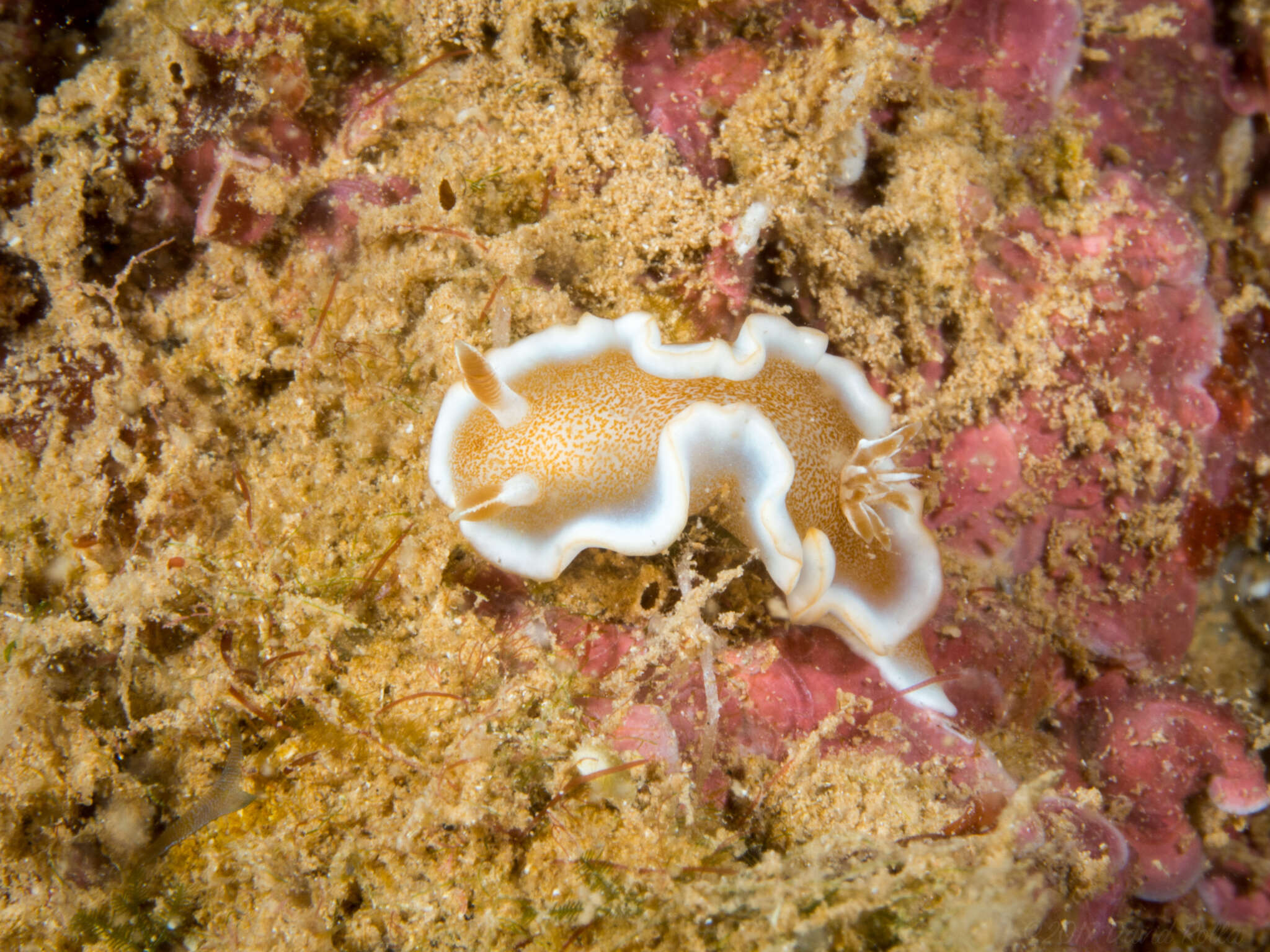 Image of Red-margined orange slug