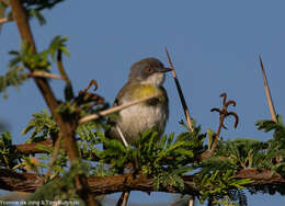 Image of Yellow-breasted Apalis